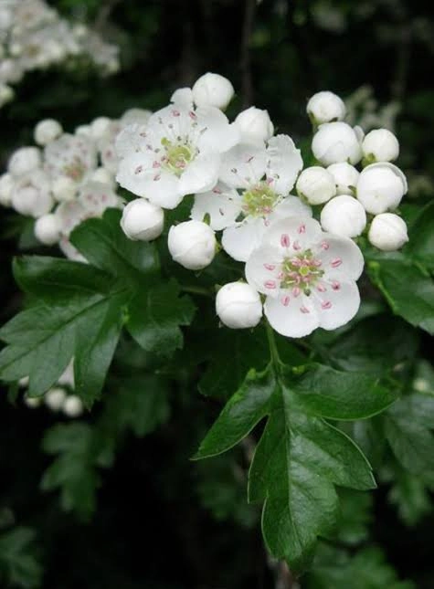 Hawthorn Leaf & Flower ingredient in PressureCalmX for heart and circulation support