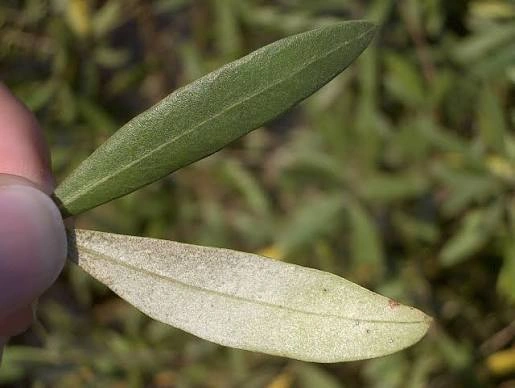 Olive Leaf ingredient in PressureCalmX for heart and circulation support