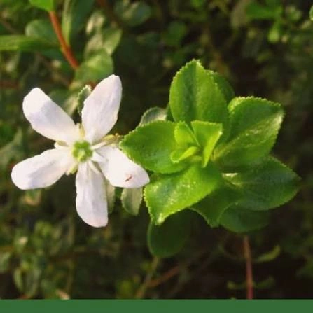 Buchu Leaf ingredient in PressureCalmX for heart and circulation support