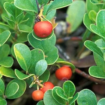 Uva Ursi Leaf ingredient in PressureCalmX for heart and circulation support