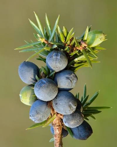 Juniper Berry ingredient in PressureCalmX for heart and circulation support